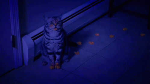 When Did We Get A Cat Cheetos Cat GIF - When Did We Get A Cat Cheetos Cat Funky Cat GIFs
