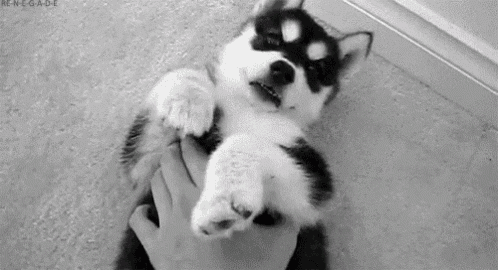 a black and white photo of a husky puppy being held in a person 's hand .