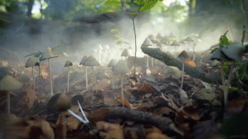 Mushrooms Mist GIF - Mushrooms Mist Nature GIFs