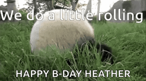 a sheep is laying in the grass with the words `` we do a little rolling '' written on it .