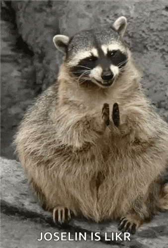 a fat raccoon is sitting on a rock with its hands folded in prayer and looking at the camera .