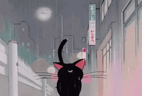 Confused Cat GIF - Confused Cat Who GIFs