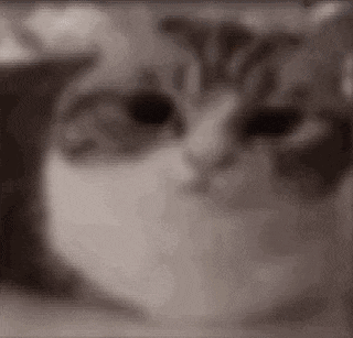 a close up of a cat 's face with black eyes and a blurry background .