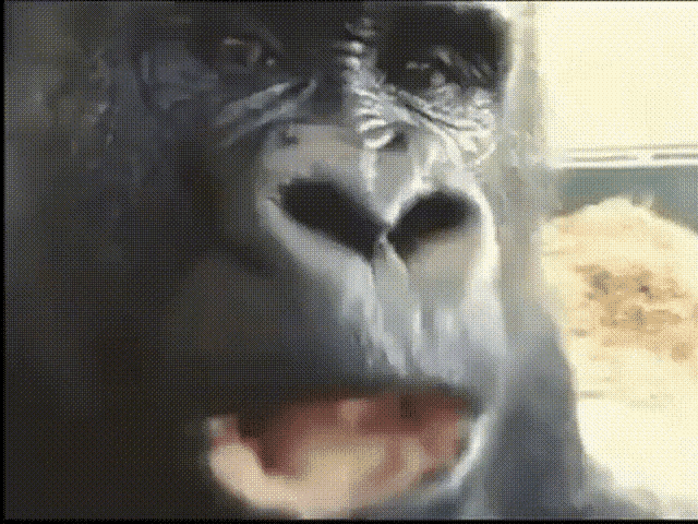 Monkey Eating Thinking GIF - Monkey Eating Thinking Gorilla GIFs