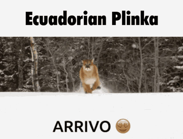 Plinka Ecuador GIF