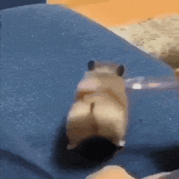a hamster is sitting on a blue blanket with a toothbrush .