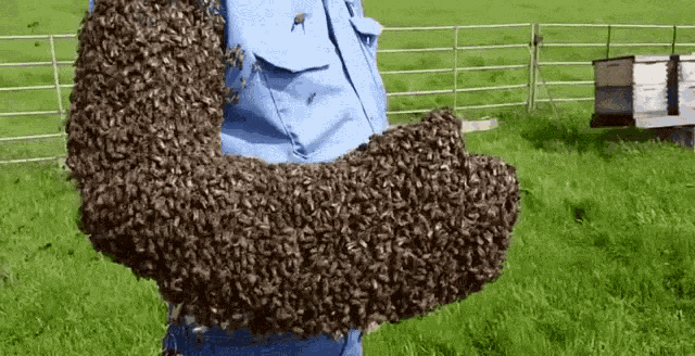 Hive Swarm Not Swam GIF