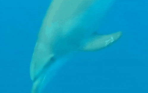 a close up of a dolphin swimming in a blue ocean .