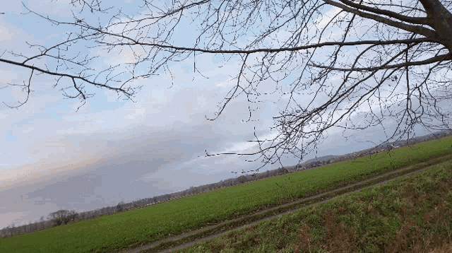 a tree branch hanging over a green field with a cloudy sky in the background