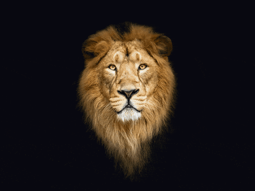 a close up of a lion 's face with a dark background