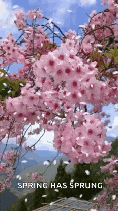 a cherry blossom tree with pink flowers blowing in the wind