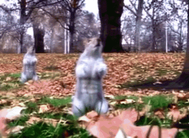 Shake It Squirrel GIF - Cute Squirrel Funny GIFs