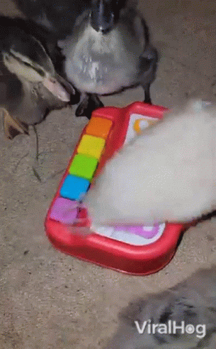 Duck Viralhog GIF - Duck Viralhog Playing With Toy Piano GIFs