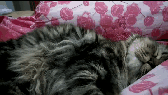 Cat Sleeping GIF - Cat Sleeping What GIFs