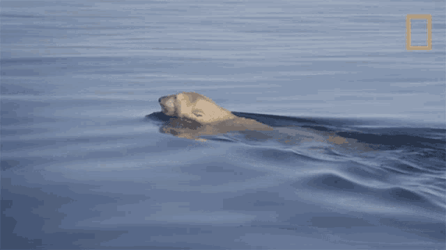 a polar bear is swimming in the ocean with a national geographic logo in the background