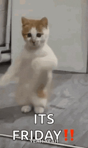 a cat is standing on its hind legs and dancing in a kitchen .
