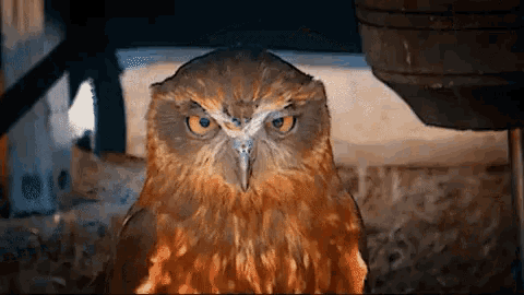 Owl Judge GIF - Owl Judge Judging GIFs