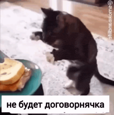 a cat standing on its hind legs next to a plate of pancakes