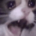 a close up of a cat 's face with its mouth open and a blurred background .