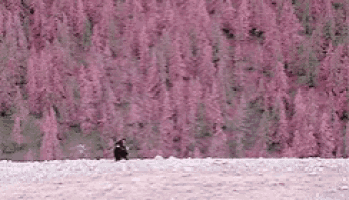 a black bear is standing in the snow in front of a lush pink forest .