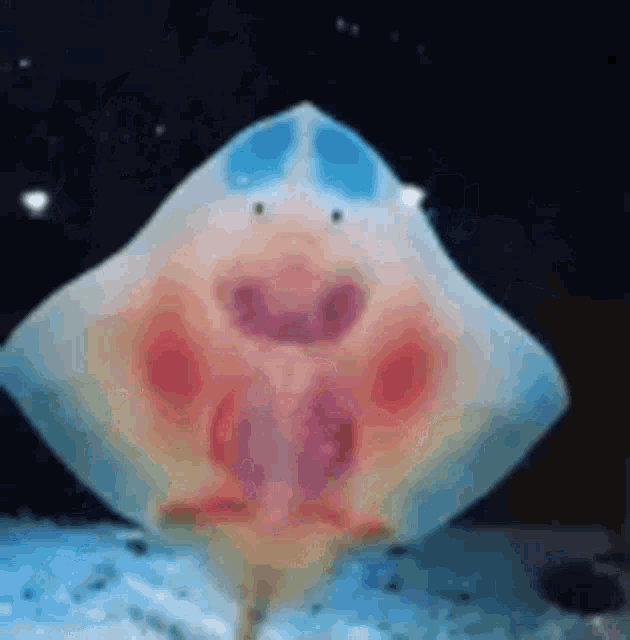Fish So Cute GIF - Fish So Cute Underwater GIFs
