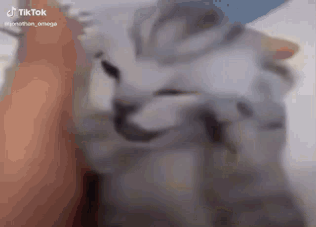 Cat Screaming Jumpscare GIF - Cat Screaming Jumpscare GIFs