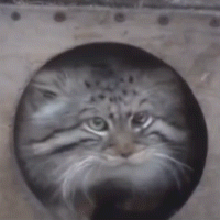 Manul Punch GIF - Manul Punch Get Out GIFs