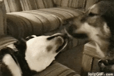 two dogs are sniffing each other 's faces while sitting on a couch .