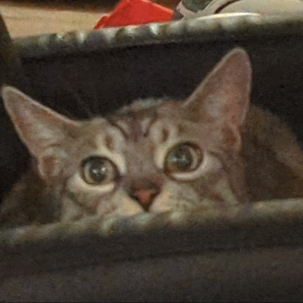 a close up of a cat 's face and neck