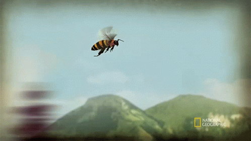 Flying Bee Cosmos GIF - Flying Bee Cosmos Possible Worlds GIFs