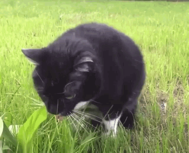 Cat Throwing Up GIF - Cat Throwing Up Disgusted GIFs