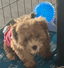 a small brown dog wearing a pink shirt is sitting in a cage