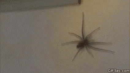 Yikes Spider GIF - Yikes Spider GIFs