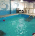 Swimming Dogs GIF - Swimming Dogs Pool GIFs