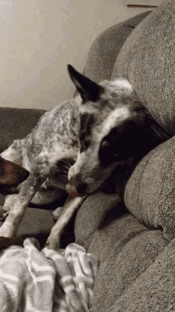 a dog laying on a couch with its tongue hanging out