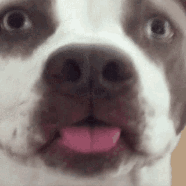 a brown and white dog sticking its tongue out