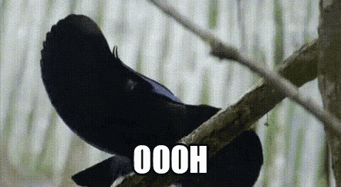 a black bird is perched on a tree branch with the words oooh written on it .