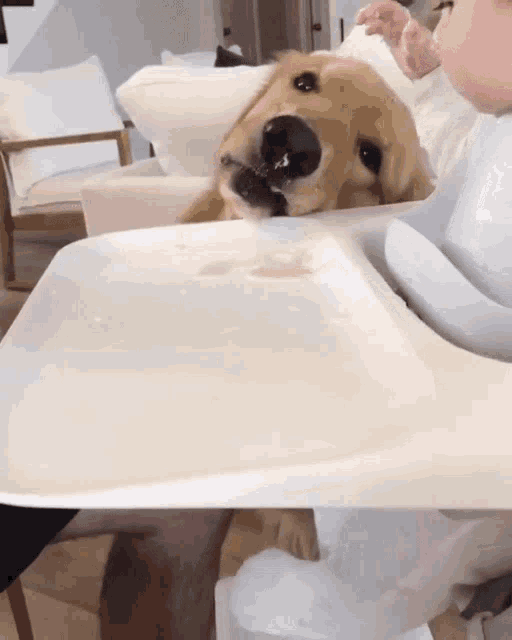 a baby is feeding a dog with a spoon