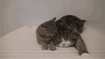 Cat Kisses GIF - Kisses Kitten Cat GIFs