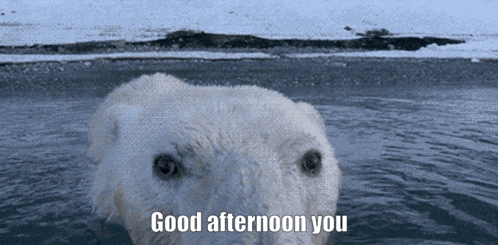 a polar bear is swimming in the water with the words good afternoon you below it