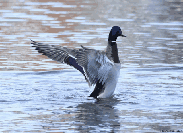 a duck is standing in the water with its wings outstretched