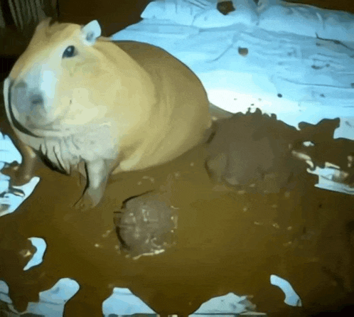a guinea pig laying on a bed covered in chocolate