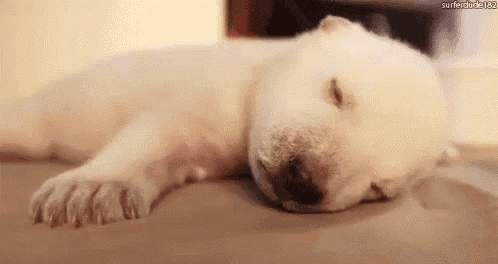 a polar bear puppy is sleeping on a bed .