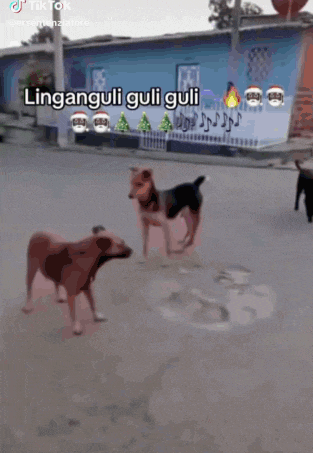 a dog is playing with a person in a flooded street with the caption linganguli guli guli .
