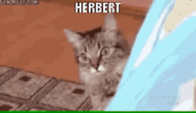 Herbert Cat GIF - Herbert Cat Kitty GIFs
