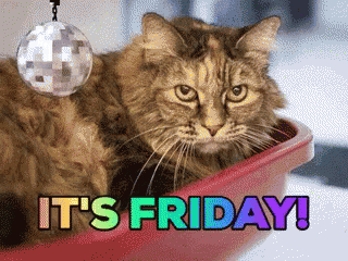 Friday Deal With It GIF - Friday Deal With It Cats GIFs