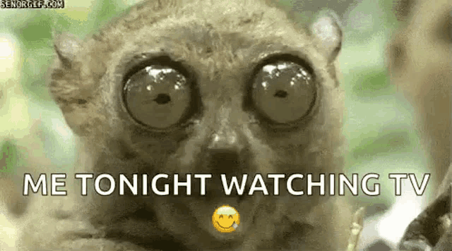 a close up of a lemur with big eyes and a smiley face .
