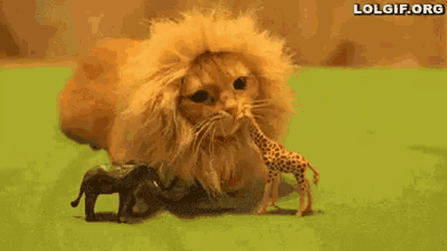 a cat dressed as a lion is playing with a toy elephant and giraffe .