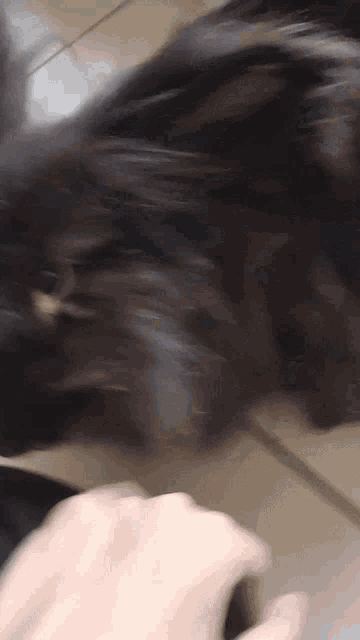 Bochi GIF