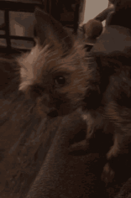 a small dog is standing on a couch looking at the camera